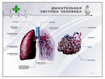 Стенд "Дыхательная система человека" - «globural.ru» - Волгодонск