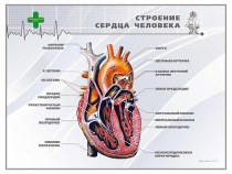 Стенд "Строение сердца человека" - «globural.ru» - Волгодонск