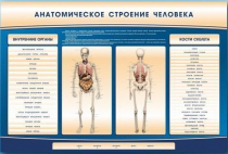 Электрифицированный стенд-тренажер c макетом скелета "Анатомическое строение человека" - «globural.ru» - Волгодонск