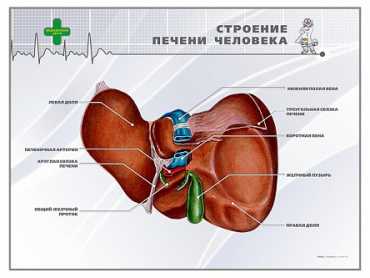 Стенд "Строение печени человека" - «globural.ru» - Волгодонск
