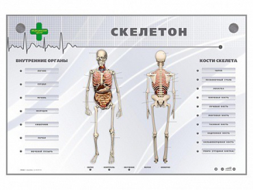Электрифицированный стенд-тренажер "Скелетон" - «globural.ru» - Волгодонск