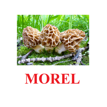 "Mushrooms" ("Грибы") английские карточки Домана - «globural.ru» - Волгодонск