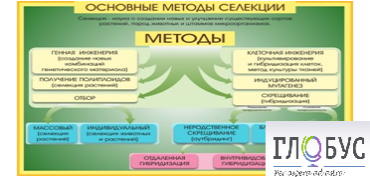 Стенд "Методы селекции и биотехнологии" - «globural.ru» - Волгодонск