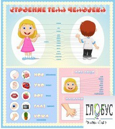 Стенд "Строение человека" для детей - «globural.ru» - Волгодонск