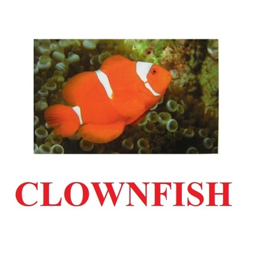 "Fish" ("Рыбы") английские карточки Домана - «globural.ru» - Волгодонск