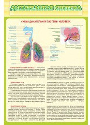 Стенд "Дыхательная система" - «globural.ru» - Волгодонск
